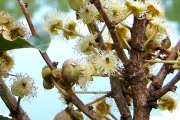 <strong>Aphloiaceae - Aphloia theiformis - (Vahl) Benn.</strong><br />© Sarrailh Jean-Michel / CIRAD