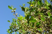 <strong>Aphloiaceae - Aphloia theiformis - (Vahl) Benn.</strong><br />© Sarrailh Jean-Michel / CIRAD