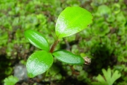 <strong>Aphloiaceae - Aphloia theiformis - (Vahl) Benn.</strong><br />© Sarrailh Jean-Michel / CIRAD