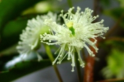 <strong>Aphloiaceae - Aphloia theiformis - (Vahl) Benn.</strong><br />© Sarrailh Jean-Michel / CIRAD