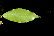 <strong>Aphloiaceae - Aphloia theiformis - (Vahl) Benn.</strong><br />© Sarrailh Jean-Michel / CIRAD