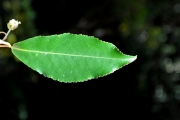 <strong>Aphloiaceae - Aphloia theiformis - (Vahl) Benn.</strong><br />© Sarrailh Jean-Michel / CIRAD