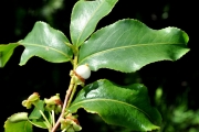 <strong>Aphloiaceae - Aphloia theiformis - (Vahl) Benn.</strong><br />© Sarrailh Jean-Michel / CIRAD