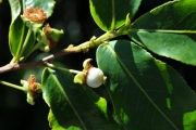 <strong>Aphloiaceae - Aphloia theiformis - (Vahl) Benn.</strong><br />© Sarrailh Jean-Michel / CIRAD
