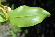 <strong>Aphloiaceae - Aphloia theiformis - (Vahl) Benn.</strong><br />© Sarrailh Jean-Michel / CIRAD