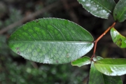 <strong>Aphloiaceae - Aphloia theiformis - (Vahl) Benn.</strong><br />© Sarrailh Jean-Michel / CIRAD