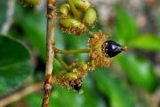 <strong>Aphloiaceae - Aphloia theiformis - (Vahl) Benn.</strong><br />© Sarrailh Jean-Michel / CIRAD