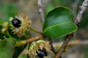 <strong>Aphloiaceae - Aphloia theiformis - (Vahl) Benn.</strong><br />© Sarrailh Jean-Michel / CIRAD