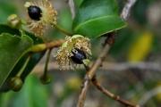 <strong>Aphloiaceae - Aphloia theiformis - (Vahl) Benn.</strong><br />© Sarrailh Jean-Michel / CIRAD
