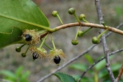 <strong>Aphloiaceae - Aphloia theiformis - (Vahl) Benn.</strong><br />© Sarrailh Jean-Michel / CIRAD