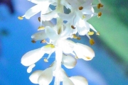 <strong>Laxmanniaceae - Cordyline mauritiana - (Lam.) J.F.Macbr.</strong><br />© Sarrailh Jean-Michel / CIRAD