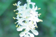 <strong>Laxmanniaceae - Cordyline mauritiana - (Lam.) J.F.Macbr.</strong><br />© Sarrailh Jean-Michel / CIRAD