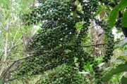 <strong>Laxmanniaceae - Cordyline mauritiana - (Lam.) J.F.Macbr.</strong><br />© Sarrailh Jean-Michel / CIRAD