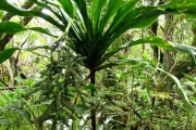<strong>Laxmanniaceae - Cordyline mauritiana - (Lam.) J.F.Macbr.</strong><br />© Sarrailh Jean-Michel / CIRAD