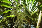<strong>Laxmanniaceae - Cordyline mauritiana - (Lam.) J.F.Macbr.</strong><br />© Sarrailh Jean-Michel / CIRAD