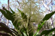 <strong>Laxmanniaceae - Cordyline mauritiana - (Lam.) J.F.Macbr.</strong><br />© Perroud Annaïg