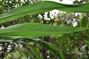 <strong>Laxmanniaceae - Cordyline mauritiana - (Lam.) J.F.Macbr.</strong><br />© Sarrailh Jean-Michel / CIRAD