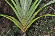 <strong>Laxmanniaceae - Cordyline mauritiana - (Lam.) J.F.Macbr.</strong><br />© Sarrailh Jean-Michel / CIRAD