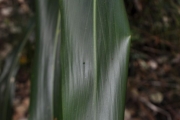 <strong>Laxmanniaceae - Cordyline mauritiana - (Lam.) J.F.Macbr.</strong><br />© Sarrailh Jean-Michel / CIRAD