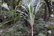 <strong>Laxmanniaceae - Cordyline mauritiana - (Lam.) J.F.Macbr.</strong><br />© Sarrailh Jean-Michel / CIRAD