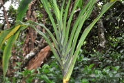 <strong>Laxmanniaceae - Cordyline mauritiana - (Lam.) J.F.Macbr.</strong><br />© Sarrailh Jean-Michel / CIRAD