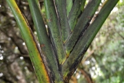 <strong>Laxmanniaceae - Cordyline mauritiana - (Lam.) J.F.Macbr.</strong><br />© Sarrailh Jean-Michel / CIRAD