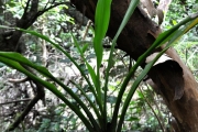 <strong>Laxmanniaceae - Cordyline mauritiana - (Lam.) J.F.Macbr.</strong><br />© Sarrailh Jean-Michel / CIRAD