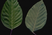 <strong>Euphorbiaceae - Cordemoya integrifolia - (Willd.) Pax</strong><br />© Sarrailh Jean-Michel / CIRAD