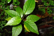 <strong>Euphorbiaceae - Cordemoya integrifolia - (Willd.) Pax</strong><br />© Sarrailh Jean-Michel / CIRAD