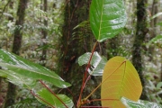 <strong>Euphorbiaceae - Cordemoya integrifolia - (Willd.) Pax</strong><br />© Sarrailh Jean-Michel / CIRAD