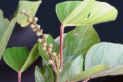 <strong>Euphorbiaceae - Cordemoya integrifolia - (Willd.) Pax</strong><br />© 