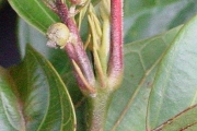 <strong>Euphorbiaceae - Cordemoya integrifolia - (Willd.) Pax</strong><br />© Sarrailh Jean-Michel / CIRAD