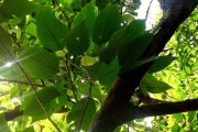 <strong>Euphorbiaceae - Cordemoya integrifolia - (Willd.) Pax</strong><br />© Sarrailh Jean-Michel / CIRAD