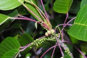 <strong>Euphorbiaceae - Cordemoya integrifolia - (Willd.) Pax</strong><br />© Sarrailh Jean-Michel / CIRAD