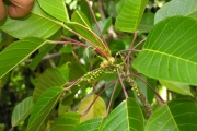 <strong>Euphorbiaceae - Cordemoya integrifolia - (Willd.) Pax</strong><br />© Sarrailh Jean-Michel / CIRAD