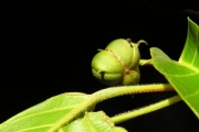 <strong>Euphorbiaceae - Cordemoya integrifolia - (Willd.) Pax</strong><br />© Sarrailh Jean-Michel / CIRAD