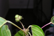 <strong>Euphorbiaceae - Cordemoya integrifolia - (Willd.) Pax</strong><br />© Sarrailh Jean-Michel / CIRAD