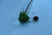 <strong>Euphorbiaceae - Cordemoya integrifolia - (Willd.) Pax</strong><br />© Sarrailh Jean-Michel / CIRAD