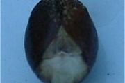 <strong>Euphorbiaceae - Cordemoya integrifolia - (Willd.) Pax</strong><br />© Sarrailh Jean-Michel / CIRAD
