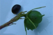 <strong>Euphorbiaceae - Cordemoya integrifolia - (Willd.) Pax</strong><br />© Sarrailh Jean-Michel / CIRAD