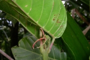 <strong>Euphorbiaceae - Cordemoya integrifolia - (Willd.) Pax</strong><br />© Triolo Julien