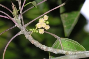 <strong>Euphorbiaceae - Cordemoya integrifolia - (Willd.) Pax</strong><br />© Sarrailh Jean-Michel / CIRAD