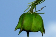 <strong>Euphorbiaceae - Cordemoya integrifolia - (Willd.) Pax</strong><br />© Sarrailh Jean-Michel / CIRAD