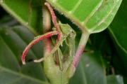 <strong>Euphorbiaceae - Cordemoya integrifolia - (Willd.) Pax</strong><br />© Triolo Julien