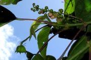 <strong>Euphorbiaceae - Cordemoya integrifolia - (Willd.) Pax</strong><br />© Sarrailh Jean-Michel / CIRAD
