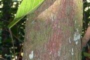 <strong>Euphorbiaceae - Cordemoya integrifolia - (Willd.) Pax</strong><br />© Sarrailh Jean-Michel / CIRAD
