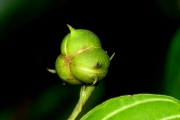 <strong>Euphorbiaceae - Cordemoya integrifolia - (Willd.) Pax</strong><br />© Sarrailh Jean-Michel / CIRAD
