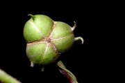 <strong>Euphorbiaceae - Cordemoya integrifolia - (Willd.) Pax</strong><br />© Sarrailh Jean-Michel / CIRAD