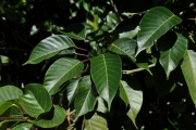 <strong>Euphorbiaceae - Cordemoya integrifolia - (Willd.) Pax</strong><br />© Sarrailh Jean-Michel / CIRAD