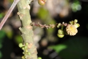 <strong>Euphorbiaceae - Cordemoya integrifolia - (Willd.) Pax</strong><br />© Sarrailh Jean-Michel / CIRAD